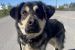 Cabin Radio’s Pet Project: Nellie needs a home