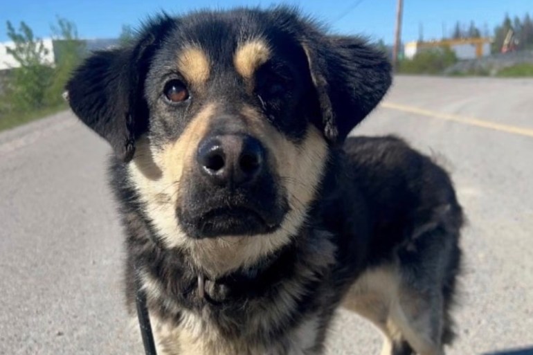 Nellie. Photo: NWT SPCA