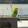 A budgie on the loose in Yellowknife in July 2026. Photo: Meghan Newberry