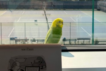 A budgie on the loose in Yellowknife in July 2026. Photo: Meghan Newberry
