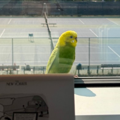 A budgie on the loose in Yellowknife in July 2026. Photo: Meghan Newberry
