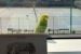Watch: Cabin Radio’s quest to locate rogue Yellowknife budgies