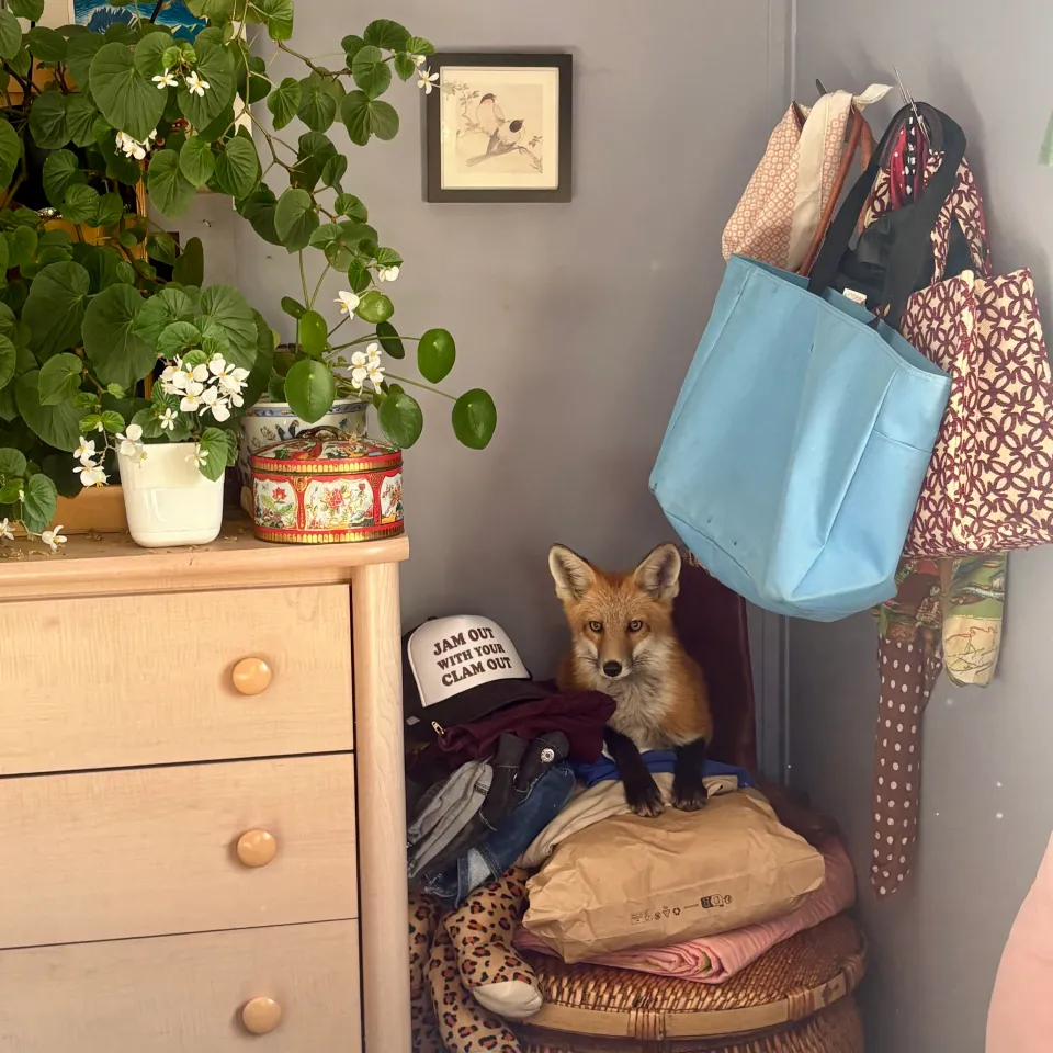 "Of couse it's going to pick the most chaos pocket of my house" for the photo, MacEachern said. Photo: Camilla MacEachern