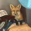 A fox poses atop Camilla MacEachern's laundry basket in July 2026. Photo: Camilla MacEachern
