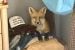 ‘I think he’s a regular visitor.’ Fox holes up in Yellowknife bedroom