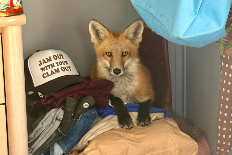 A fox poses atop Camilla MacEachern's laundry basket in July 2026. Photo: Camilla MacEachern