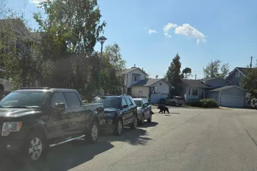 A black bear on Yellowknife's England Crescent. Scott Letkeman/Cabin Radio