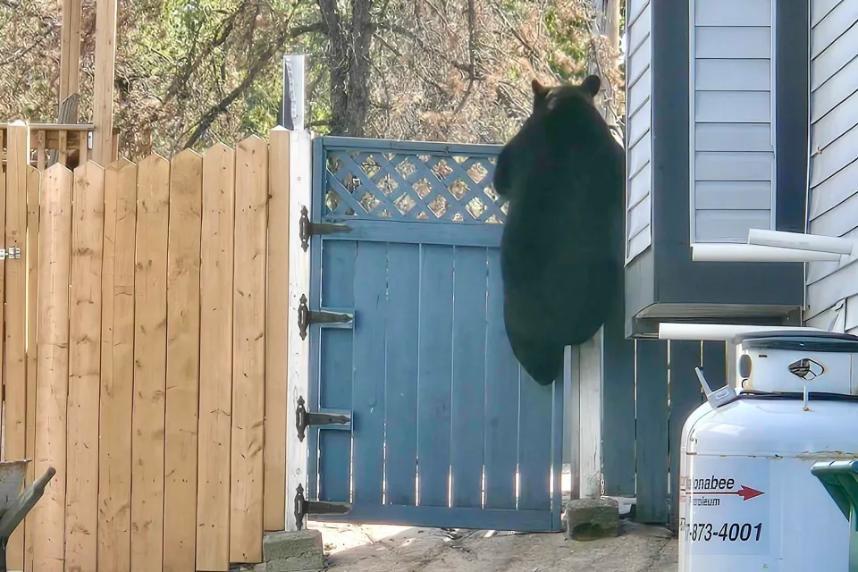 A black bear on Yellowknife's England Crescent. Scott Letkeman/Cabin Radio