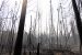 Climate change made NWT’s fire season twice as likely to occur, report finds