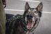 NWT SPCA launches 2027 pet calendar fundraiser