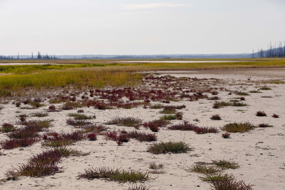 The salt plains of Wood Buffalo National Park in August 2026. Ollie Williams/Cabin Radio