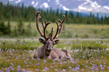Simone Heinrich's photo, A Quiet Moment in Bloom, won first prize in the KBA Photo Contest's fauna category in 2025. Photo: Simone Heinrich