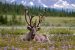 Submissions open for photo contest showcasing Canada’s biodiversity