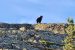 Q&A: How wildlife officers address a bear and cubs in Yellowknife
