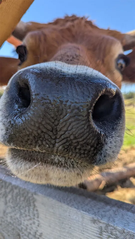 Close-up of a steer's nose.