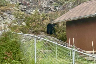 A bear in a residential back yard near Yellowknife's Sir John Franklin High School on September 14, 2026. Photo: Phoenix Smith
