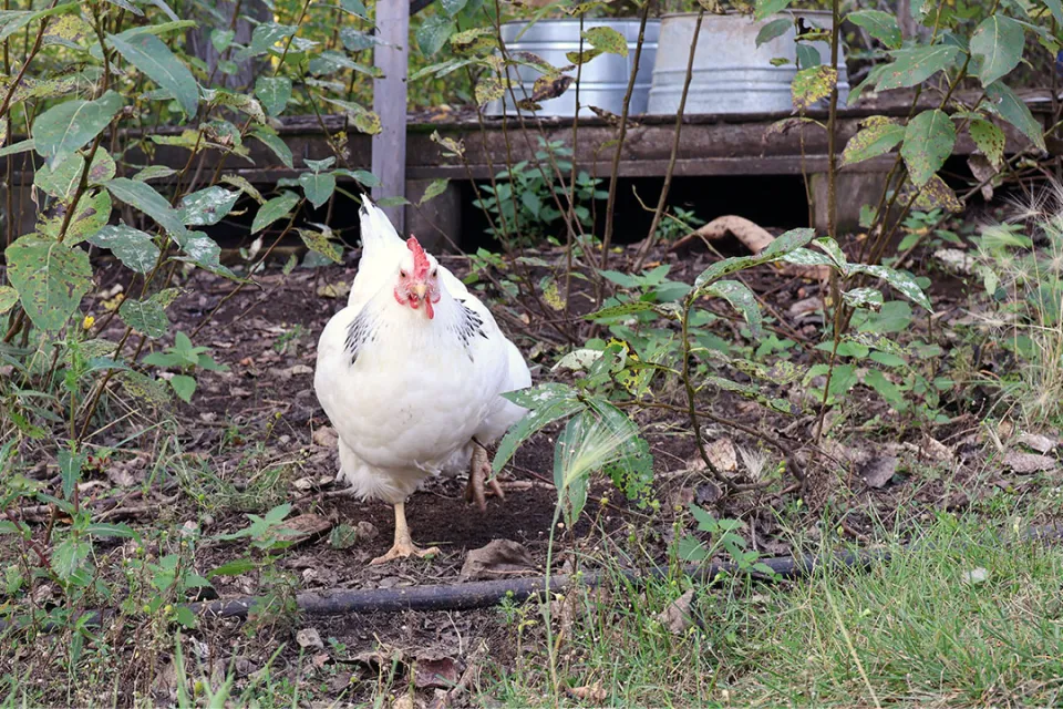 Chicken roams a garden