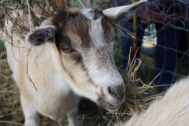 Close-up of a goat eating hay
