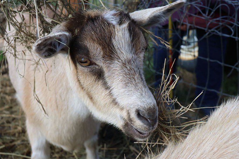 Close-up of a goat eating hay