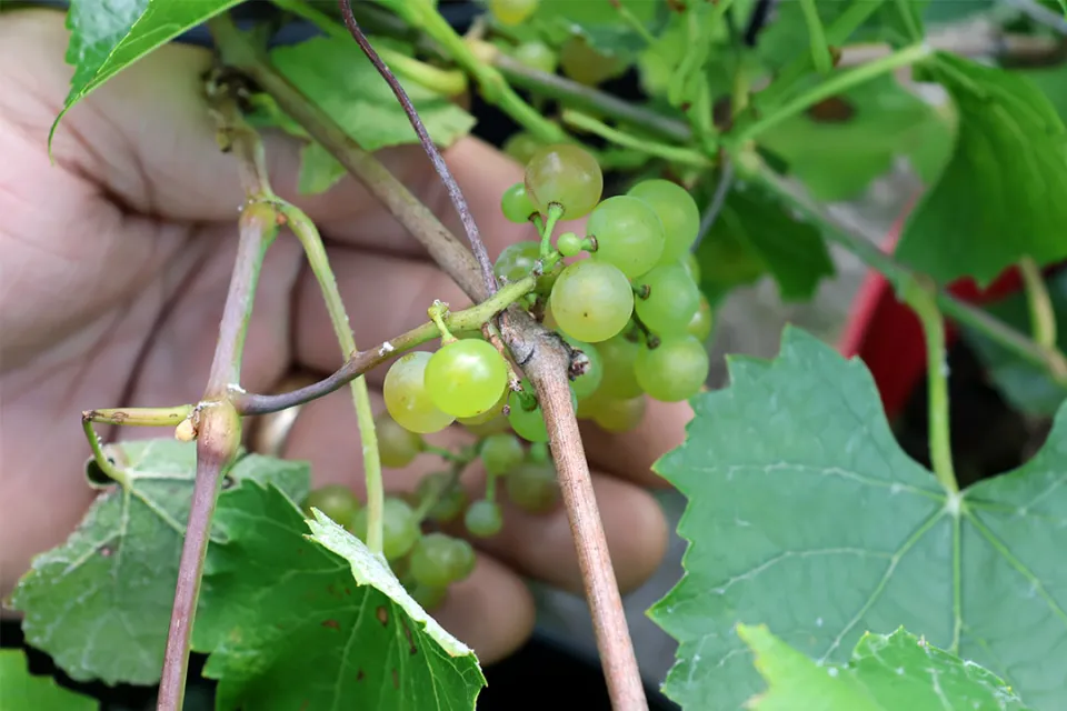 Green grapes growing on a vine.