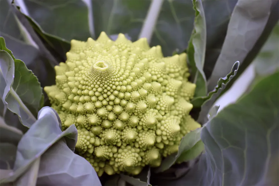 A growing romanesco broccoli has a fractal pattern and light green colour