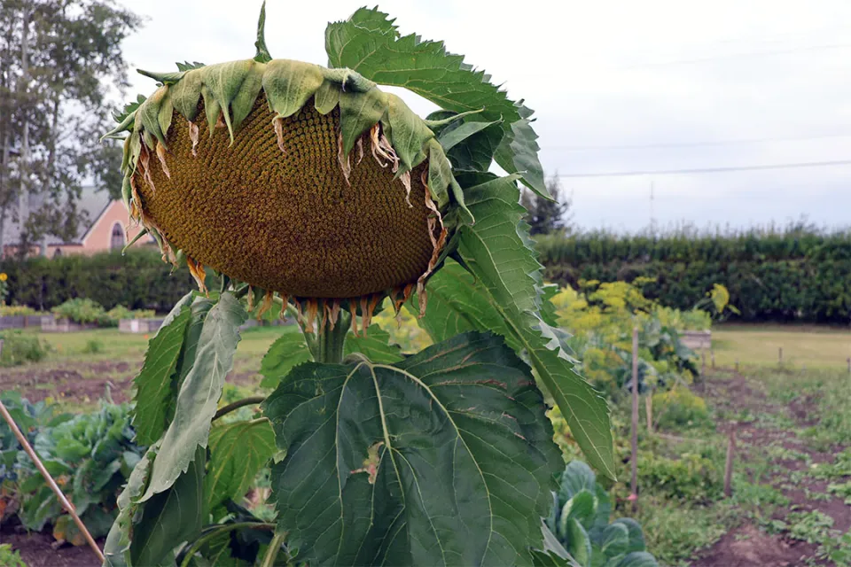 Sunflower in a garden